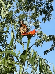 Danaus plexippus