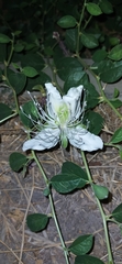 Capparis spinosa herbacea
