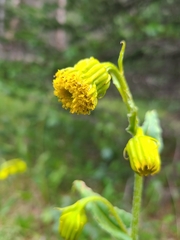 Senecio bigelovii