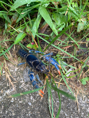 Cambarus monongalensis