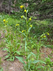 Senecio bigelovii