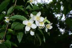 Philadelphus laxiflorus