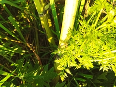 Sphallerocarpus gracilis