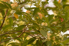 Fagraea fragrans