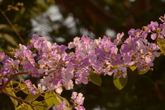 Lagerstroemia loudonii