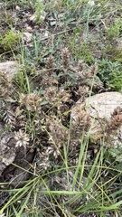 Dracocephalum pinnatum