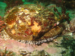 Haliotis corrugata