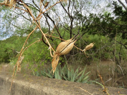 Yucca pallida