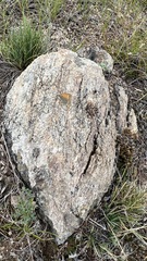Coenonympha amaryllis