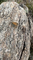 Coenonympha amaryllis