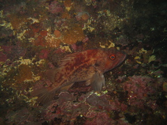 Sebastes auriculatus