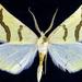 Eriplatymetra coloradaria - Photo (c) Jim Vargo at Moth Photographers Group,  זכויות יוצרים חלקיות (CC BY-NC-SA)