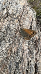 Coenonympha amaryllis