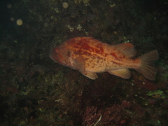 Sebastes auriculatus
