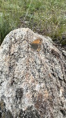 Coenonympha amaryllis