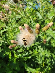 Bombus