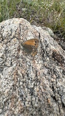 Coenonympha amaryllis