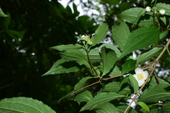 Philadelphus laxiflorus
