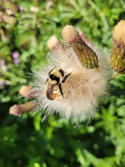Bombus
