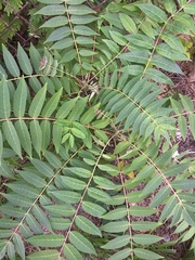 Ailanthus altissima