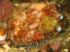 Haliotis corrugata