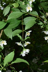Philadelphus laxiflorus