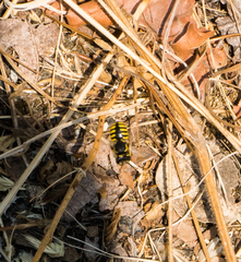 Anthidium