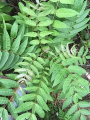 Ailanthus altissima