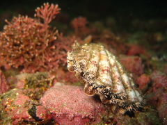 Nodipecten subnodosus