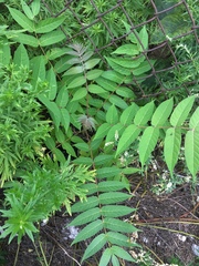 Ailanthus altissima