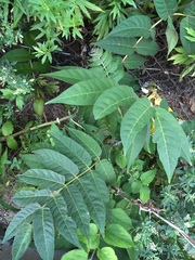 Ailanthus altissima