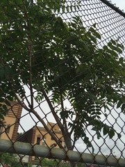 Ailanthus altissima