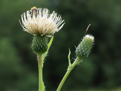 Cirsium tataricum