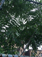 Ailanthus altissima