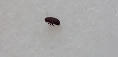 Diptera