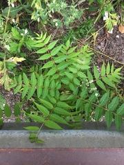 Ailanthus altissima