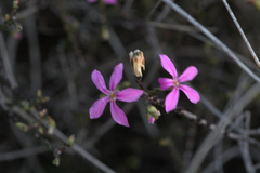 Acmadenia macropetala
