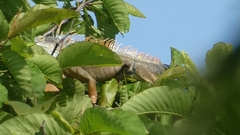 Iguana iguana