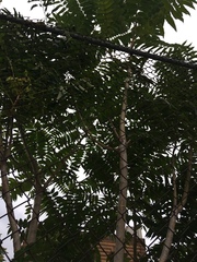 Ailanthus altissima