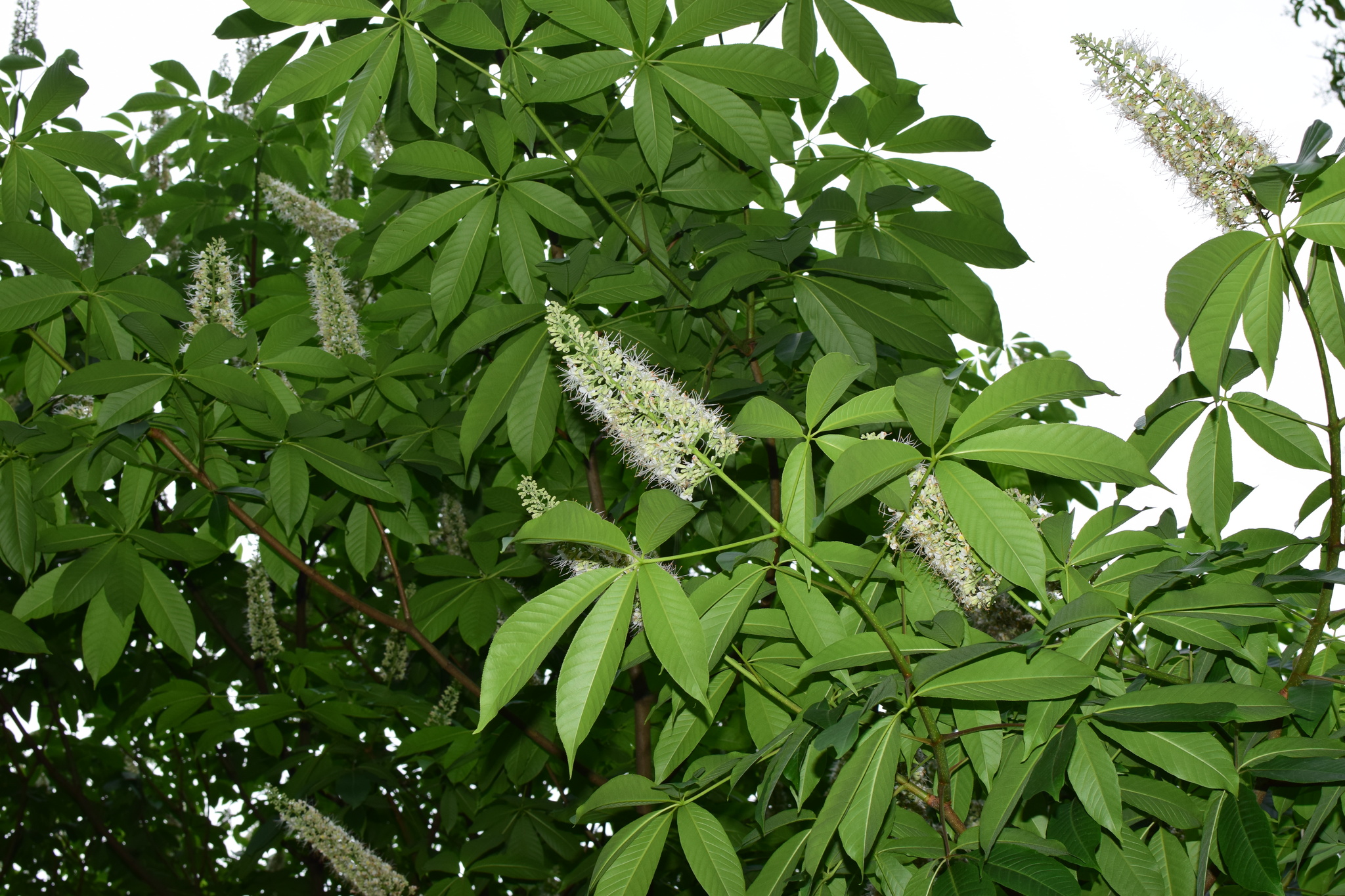 Imagem de Castanheira-da-China