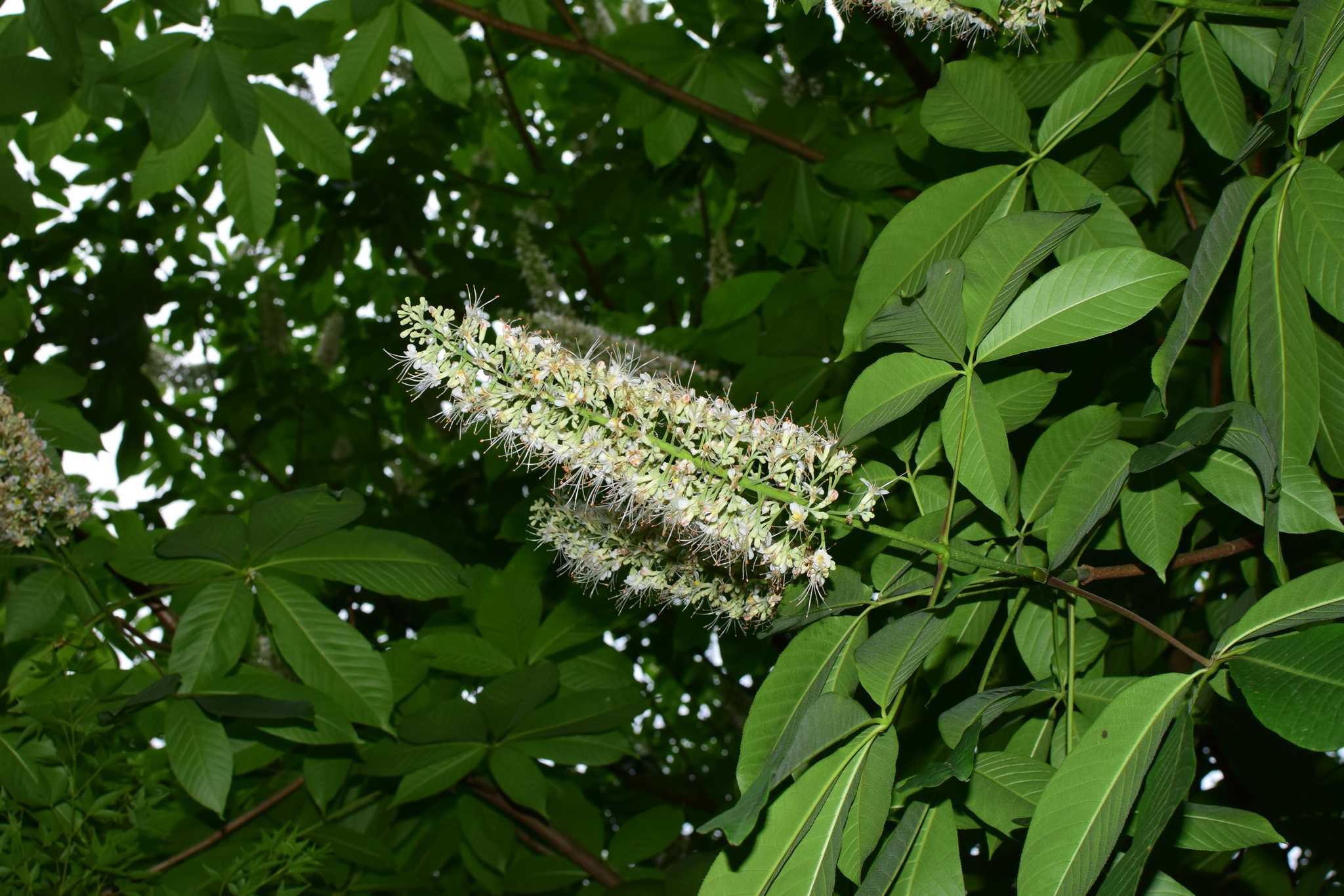 Imagem de Castanheira-da-China
