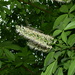 Chinese Horse-Chestnut - Photo (c) 江国彬, some rights reserved (CC BY-NC), uploaded by 江国彬