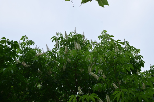 Foto de Castanheira-da-China