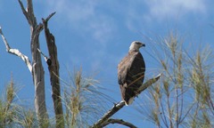Haliaeetus vociferoides