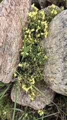 Linaria buriatica