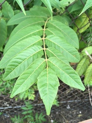 Ailanthus altissima