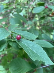 Lonicera xylosteum