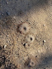 Forelius pruinosus