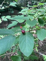 Lonicera xylosteum