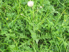 Cirsium tataricum